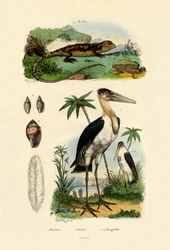 Maraboe